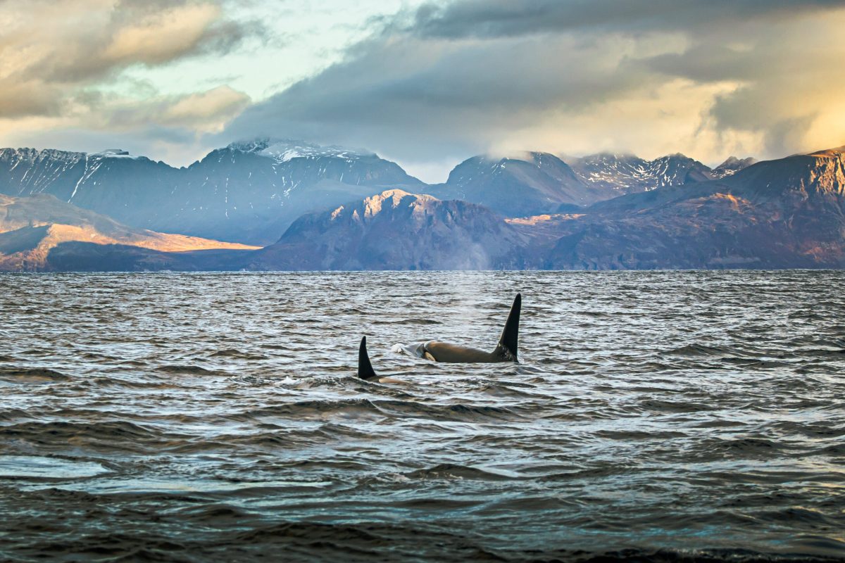 Sarah Casewit launches “Auroras & Orcas” in Northern Norway